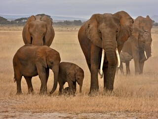 Fototapeta premium elephants in the savannah