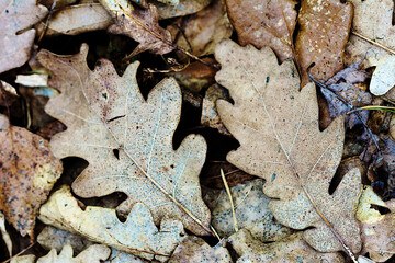 oak leaf on the ground