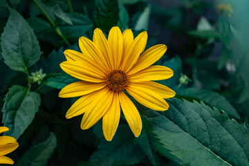 yellow flower in the garden