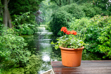 a red geranium in a green garden with water