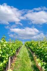 Fototapeta na wymiar Green rows of vine against blue sky in summer