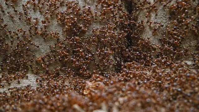 Many ants on wall