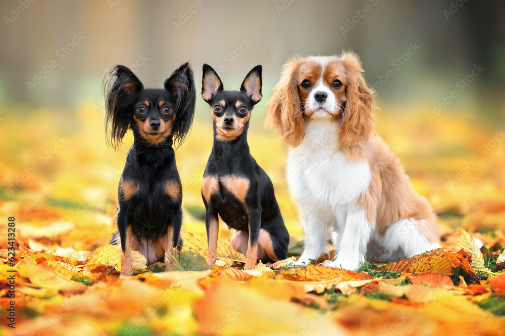 Poster three small dogs sitting on fallen leaves outdoors in autumn