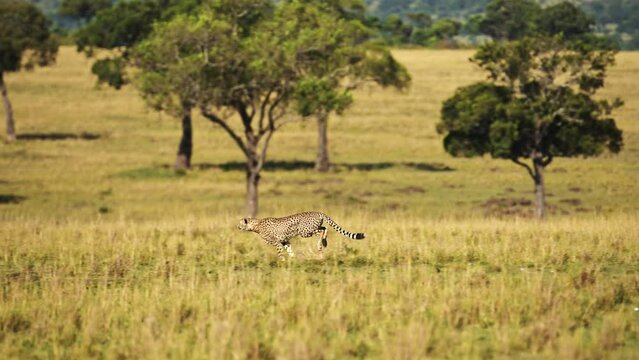 Slow Motion of Cheetah Running Fast, Hunting on a Hunt Chasing Prey in Africa, African Wildlife Safari Animals in Masai Mara, Kenya in Maasai Mara, Amazing Nature and Beautiful Encounter