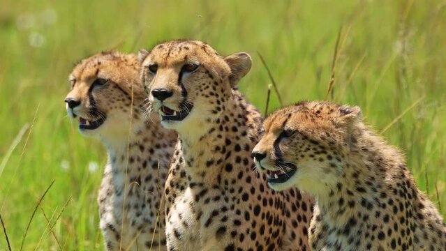 Slow Motion Shot of Group of Cheetahs together breathing heavily on luscious african plain, panting in bright sunshine , African Wildlife in Maasai Mara, Kenya, Africa Safari Animals in Masai Mara