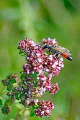 Wespentier auf Pflanze