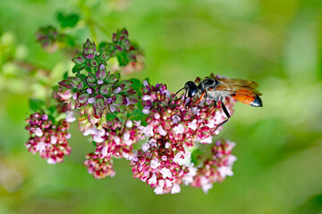 Fototapeta premium Wespe