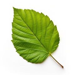 Obraz premium green leaf isolated on white