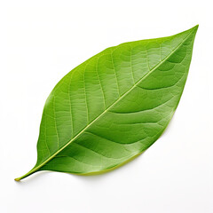 Obraz premium green leaf isolated on white