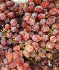 Fresh grapes just picked from the tree