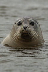 Harbour Seal (Phoca vitulina)
