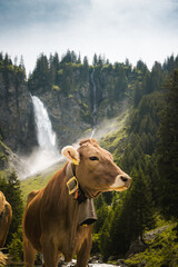 a swiss cow in front of Stäuber Waterfall in Schächental, Uri in summer