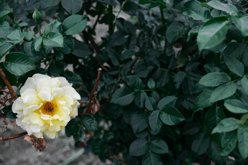 Close up shot of yellow flowers in full bloom on a traditional old variety of scented rose, against a blurred dark green background of leaves