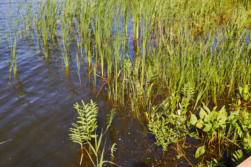 Photo of pond green grass Surface of water.