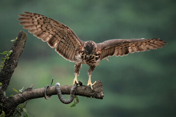 goshawk eagle of prey