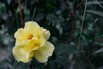 Close up shot of yellow flowers in full bloom on a traditional old variety of scented rose, against a blurred dark green background of leaves
