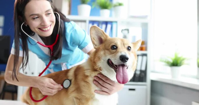 Woman veterinarian listening with stethoscope to dog in clinic 4k movie. Pet treatment concept