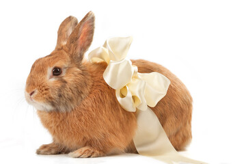 Brown rabbit wearing a beige bow and lying on a white background