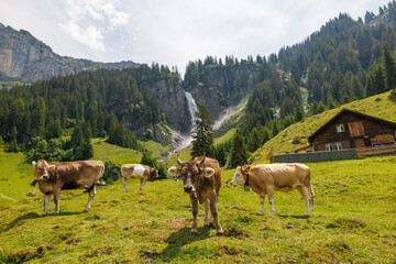 herd of swiss cows in an alpine meadow in summer with wild flowers in front of Stäuber Waterfall, Uri