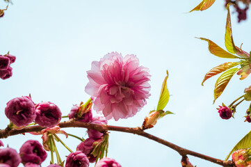 Beautiful blossom of pink cherry Prunus Kanzan against light blue sky in Spring 2