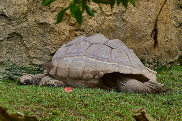 Fototapeta premium A large turtle sleeps with its head and paws stretched out
