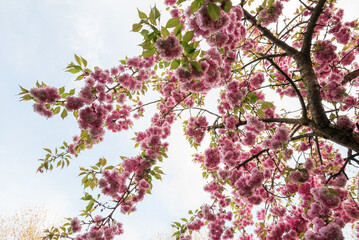 Blooming branches of pink cherry Prunus Kanzan seen from low angle in Spring 2