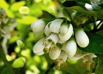 white flowers of citrus Pompela fruit tree close up