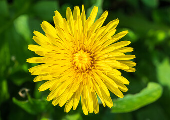 Edible fresh Dandelion yellow flower closeup from top on sunny day