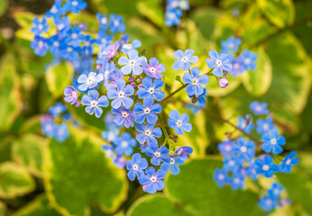Lovely small blue flowers of Brunnera Macrophylla plant with variegated leaf in Spring