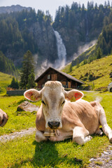 Fototapeta na wymiar portrait of a swiss cow on a alpine meadow in front of a waterfall