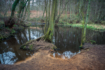 Tranquil and beautiful pond with still water in a forest in early Spring