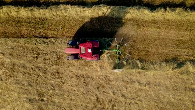 Tractor with hay tedder collects straw in rows in agricultural field for packing it into round bales and feeding livestock. Work in agronomic farm for making business and production organic eco bio