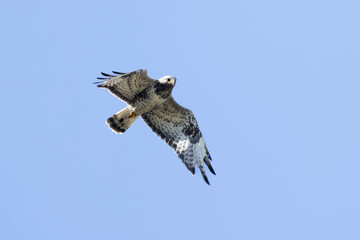Common buzzard