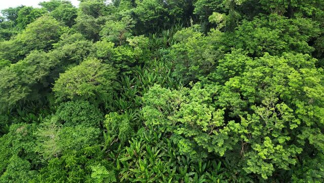 Aerial view of hillside rainforest with lush acacia trees and abaca trees on the island of Catanduanes, Philippines