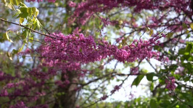 pink flowers on a tree blowing in the wind beautiful