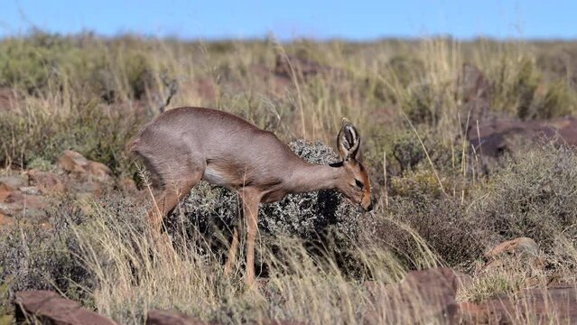 Steenbok (Raphicerus campestris) female walking on rocks feeding on shrubs. Slowmotion
