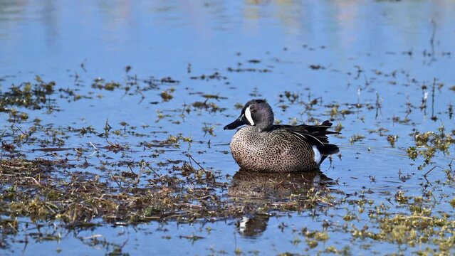 Blue-winged teal (Anas discors) male cleaning feathers while standing in shallow waters