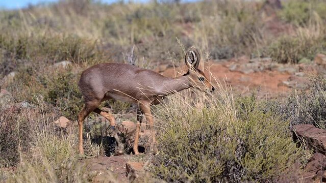 Steenbok (Raphicerus campestris) female walking on rocks feeding on shrubs. Slowmotion
