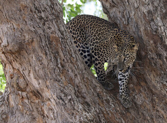 Fototapeta na wymiar leopard in the tree