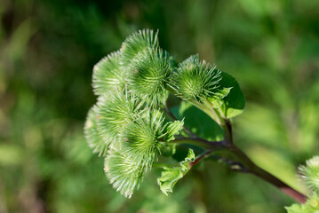 Arctium lappa,  greater burdock green burrs closeup selective focus
