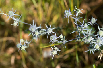 Eryngium campestre,  field eryngo flowers closeup selective focus