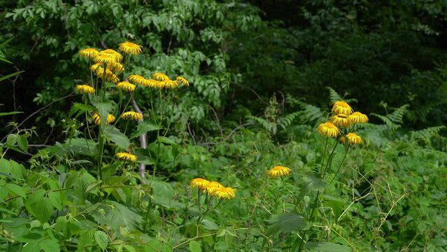 Yellow Oxeye in natural environment (Telekia speciosa) - (4K)
