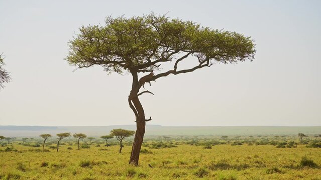 Amazing African Wildlife, Leopard Lying on a Branch Up an Acacia Tree, Masai Mara Africa Safari Animal in Beautiful Maasai Mara National Reserve Landscape Scenery, Unique Sighting Encounter, Kenya