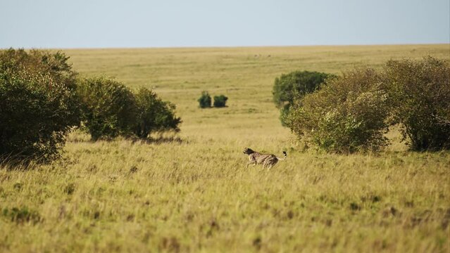 Slow Motion of Cheetah Running Fast, Hunting on a Hunt Chasing Prey in Africa, African Wildlife Safari Animals in Masai Mara, Kenya in Maasai Mara, Amazing Beautiful Encounter