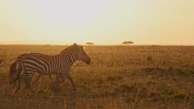 Slow Motion of Zebra Herd Running at Sunset, Africa Animals on African Wildlife Safari in Masai Mara in Kenya at Maasai Mara in Beautiful Golden Sunrise Sun Light, Steadicam Gimbal Panning Shot