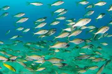 Fish. Fishes. Bank of fish in the sea and fish killed by climate change. The Mediterranean increases in temperature and salinity in all its depth ranges. School of fish.