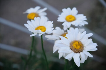 close-up photograph of daisies on a background of greenery in the garden dasy flovers with dark green leaves