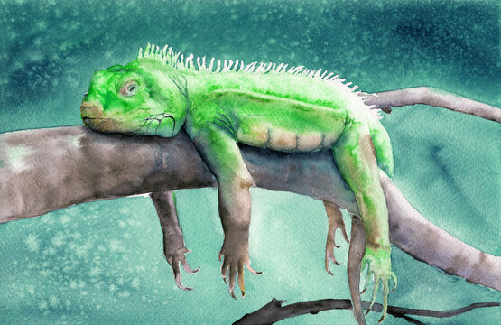 Watercolor illustration of a funny green chameleon lying on a tree branch on a gray green background