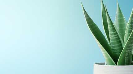 Sansevieria plant with copy space for text, illustration for product presentation and template design.