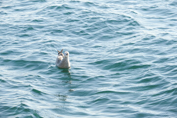 Naklejka premium Seagull sitting on the water sea wallpaper background. 